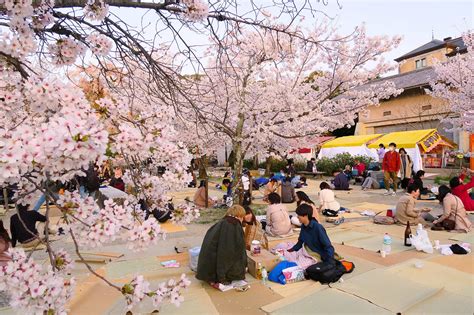 hanami tradition japan.